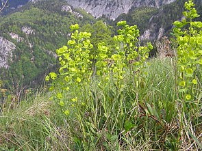 Cheile Caprei