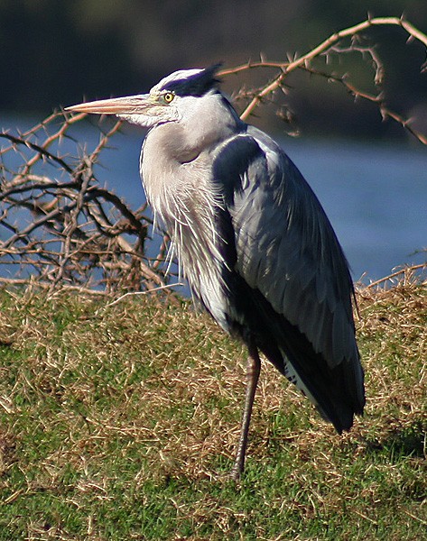 Rezervatia naturala Prundul Mare