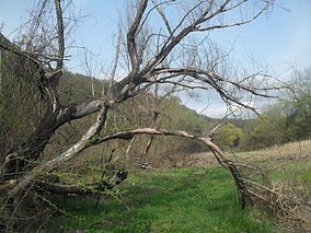 Rezervatia naturala Balta Soimos