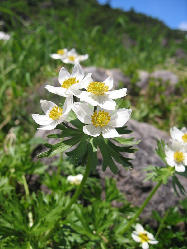 Varful Carligati