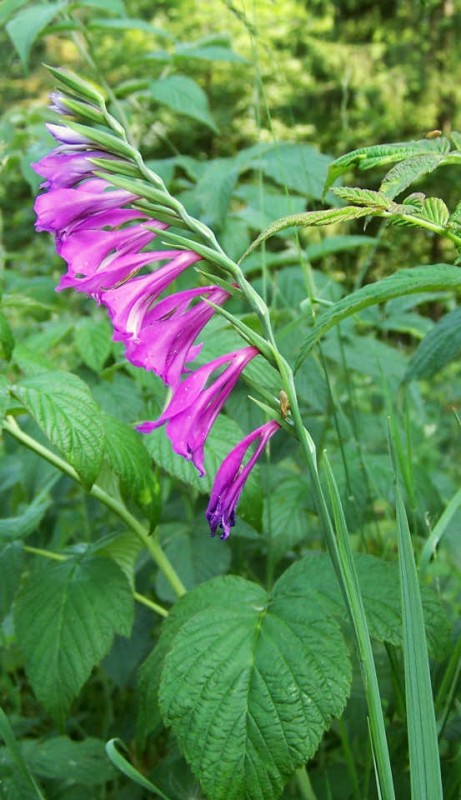 Poiana Florilor