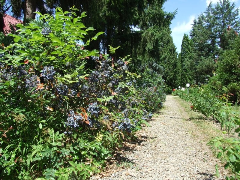 Parcul dendrologic Arcalia