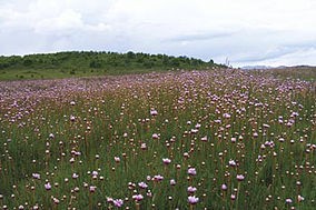 Rezervatia naturala „La Saratura”
