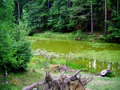 Rezervatia naturala \"Padurea Lacurile din Bisoca\"