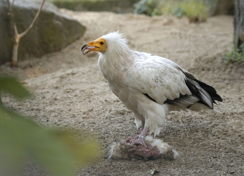 Rezervatia naturala Valea Mare