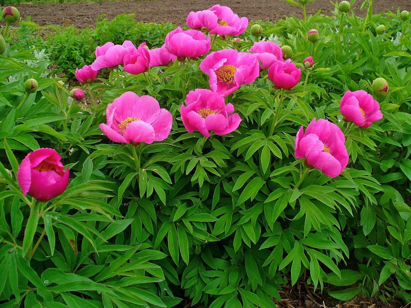 Rezervatia naturala Bazias