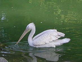 Lacul Dunareni