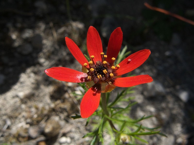 Rezervatia naturala Fantanita - Murfatlar