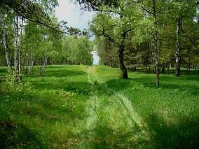 Rezervatia naturala Mestecanisul Reci