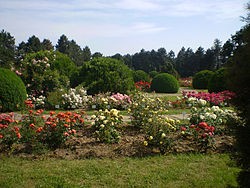 Gradina Botanica \"Rasvan Angheluta\"