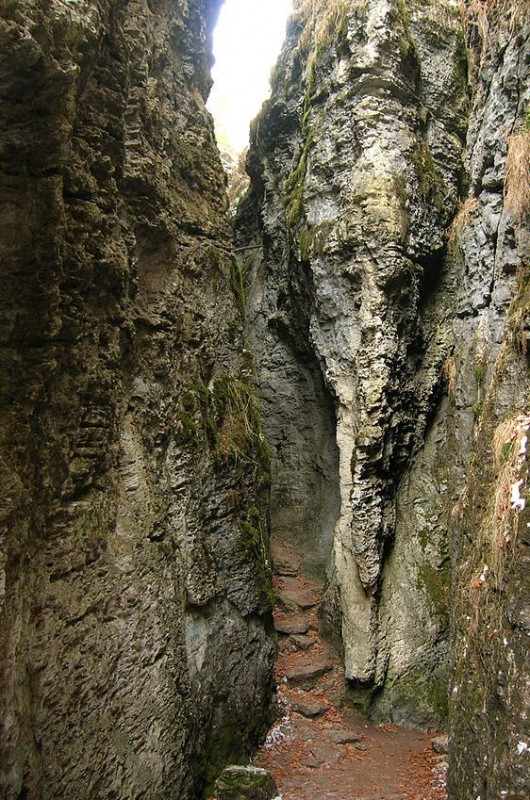 Grota Ursilor