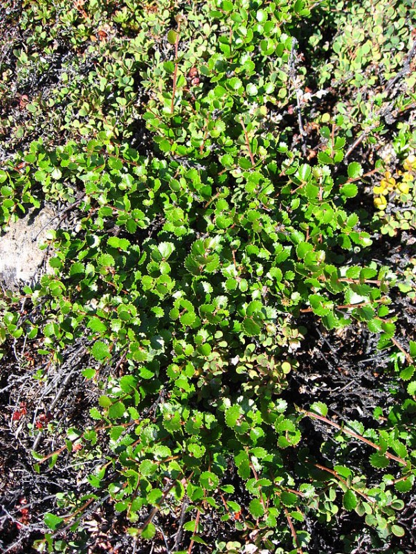 Rezervatia botanica Borsec