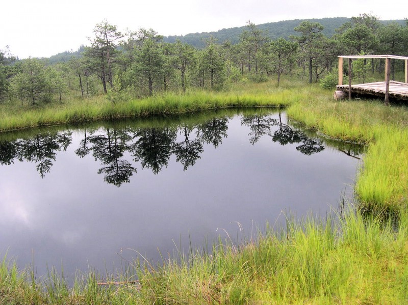 Rezervatia naturala Tinovul Mohos