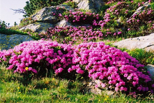 Rezervatia Lacul Iezer