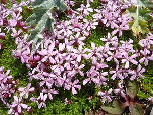 Rezervatia naturala Pietrele Rosii