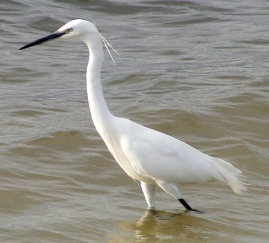 Lacul Strachina