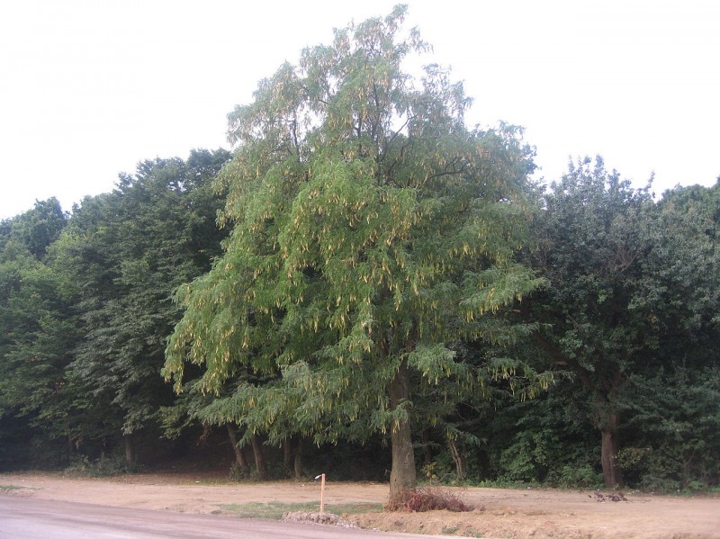Padurea Uricani