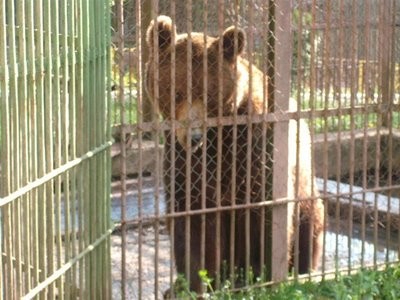 Gradina Zoologica Baia Mare