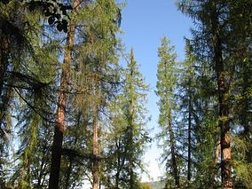Rezervatia naturala Padurea de larice
