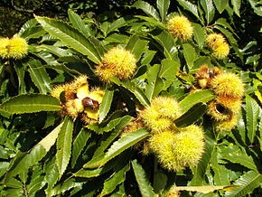 Arboretul de castan comestibil de la Baia Mare