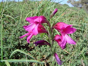 Valea Oglanicului