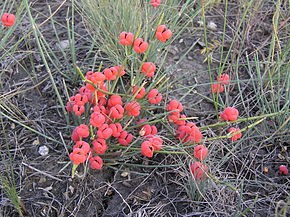 Rezervatia naturala Cracul Gaioara