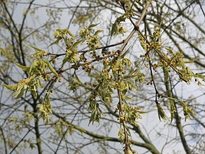 Rezervatia naturala Fata Virului