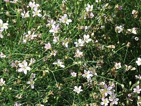 Rezervatia naturala Gura Vaii - Varciorova