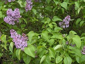 Padurea de liliac Ponoarele