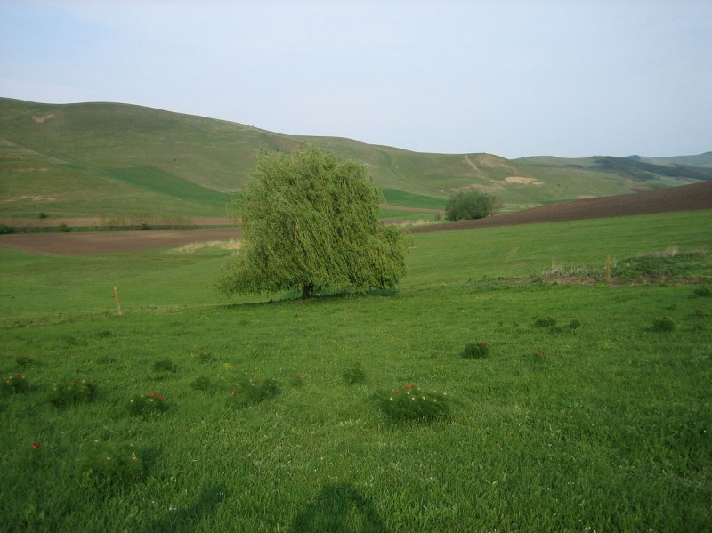 Rezervatia de bujori de stepa