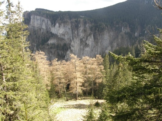 Polita cu Crini