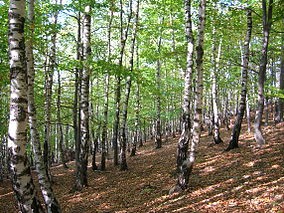 Rezervatia forestiera Dobreni