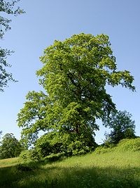 Padurea Calugareasca