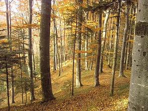 Rezervatia naturala Fagetul Dragomirna