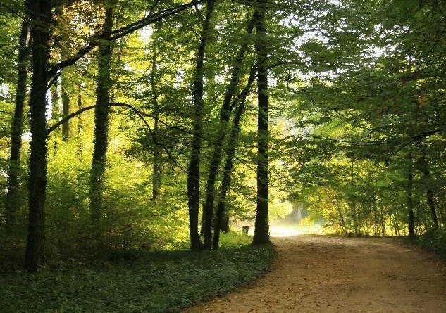 Parcul Dendrologic Bazos