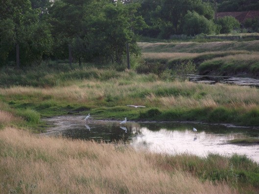 Rezervatia naturala ornitologica Mlastinile Satchinez