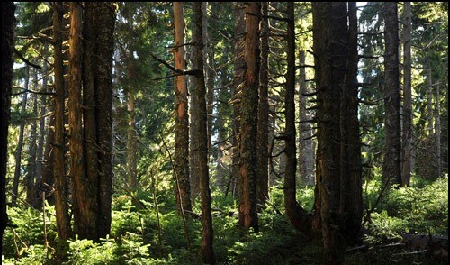 Rezervtia naturala Muntele Goru